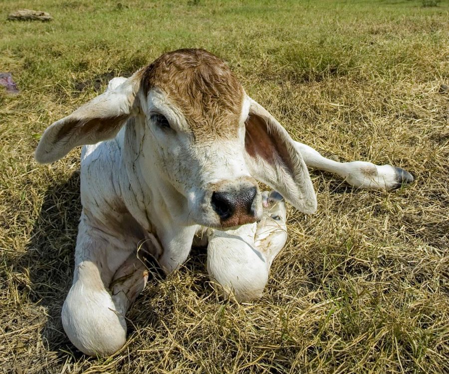 The seven-day old calf was missing for two hours before it was returned to Knott Dairy Center. 