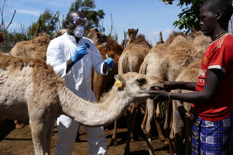 A+researcher+tests+a+camel+for+MERS-CoV+in+Marsabit%2C+Kenya.+Camels+are+known+to+be+reservoir+hosts+of+the+virus.