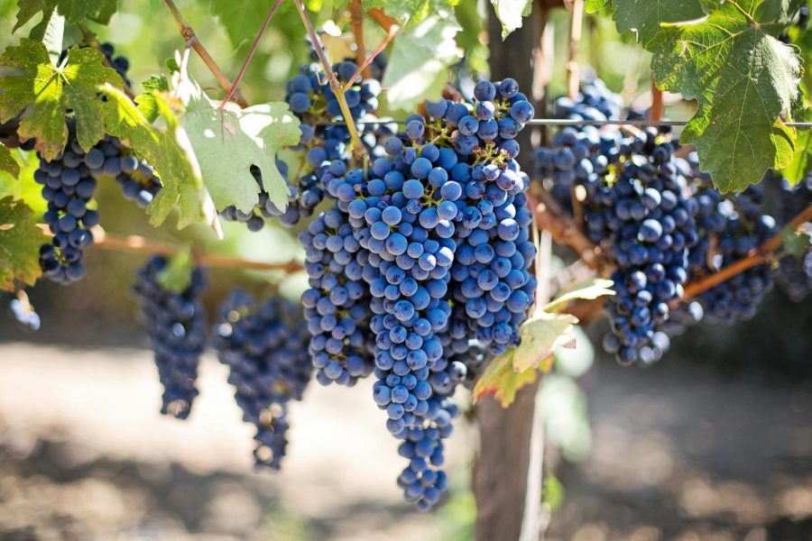 Researchers in Prosser are developing ways to preserve the quality of wine-making industries by creating ways to prevent grapes from overheating. 