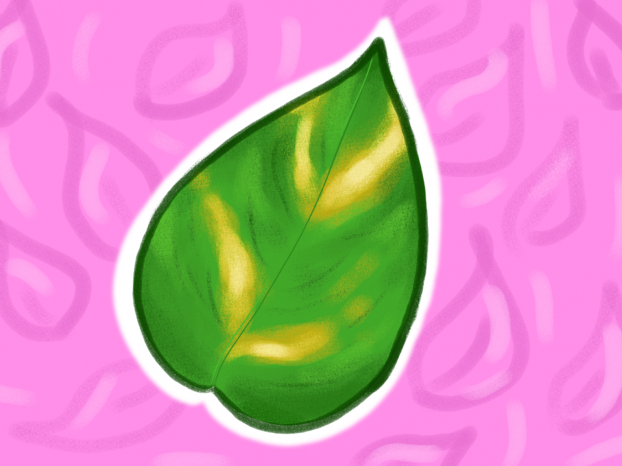 The Pothos leaf has a distinct heart shape and different color patterns.