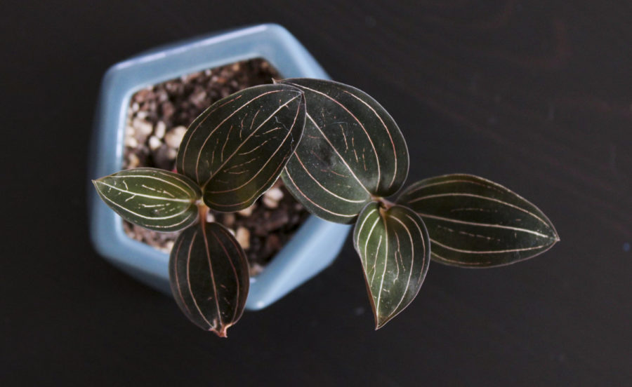 Purple Jewel Orchid has dark leaves with striking white stripes going through them.