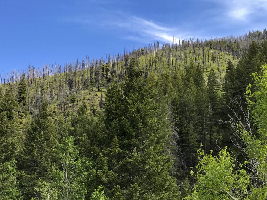 The Big Wood River basin in Sawtooth National Forest, Idaho, is one of the researchers’ study sites. While research was done in Idaho, it applies to the western U.S.
