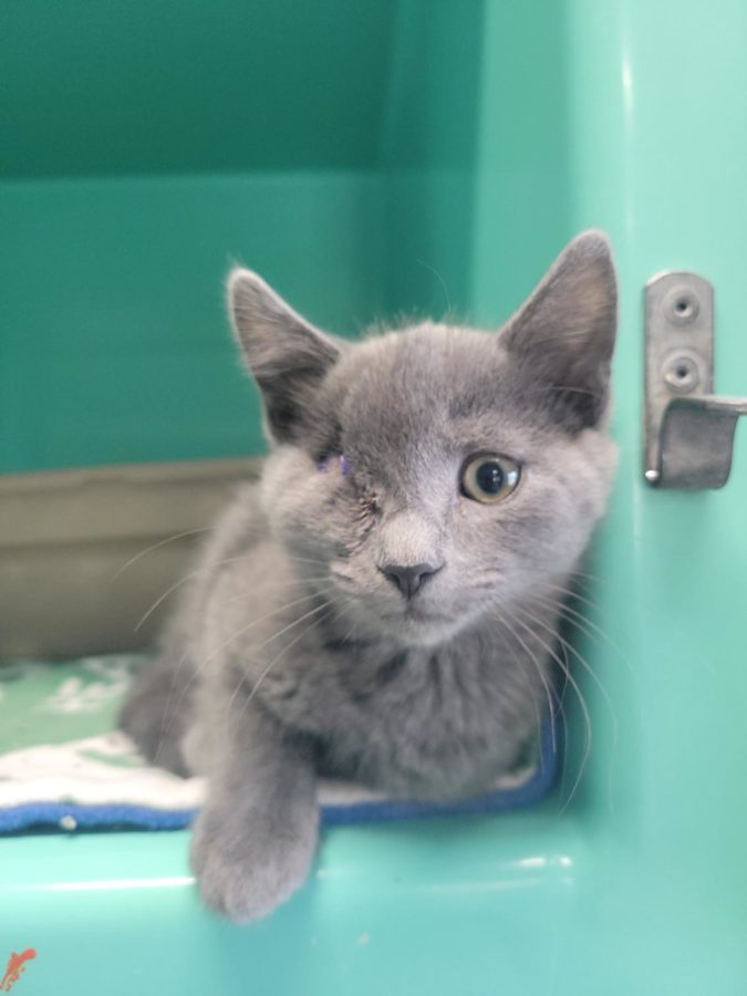 A cat named Cactus Cooler was the first animal to benefit from the Petco Love grant.