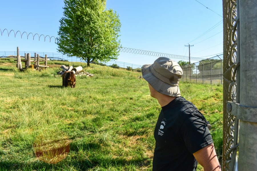 Brandon Evans Hutzenbiler, former WSU Bear Center manager, watches one of the grizzly bears Sunday morning in the WSU Bear Center yard.
