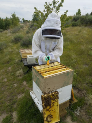 “This is a big deal for the beekeeping industry … a lot of the varroa treatments that we have right now, arent as effective,” said Jennifer Han, postdoctoral research associate.