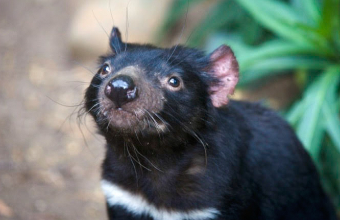 The+conservation+of+Tasmanian+devils+is+crucial+as+they+are+one+of+only+a+few+species+consuming+bones+as+part+of+their+diet.+