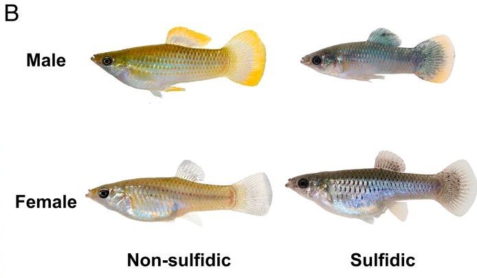 This+image%2C+which+appears+in+the+study+manuscript%2C+shows+the+physical+differences+between+freshwater+and+toxin-adapted+Atlantic+molly.+Toxin-adapted+fish+have+larger+heads+and+gills+as+adaptations+to+the+oxygen-deficient+water.+
