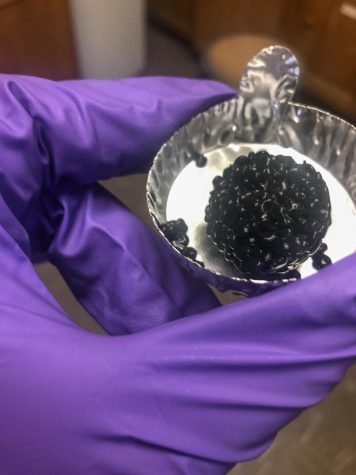 Biofilm granules like the ones pictured here contain extracellular polymeric substances that act as glue to hold bacteria — and soil — together.