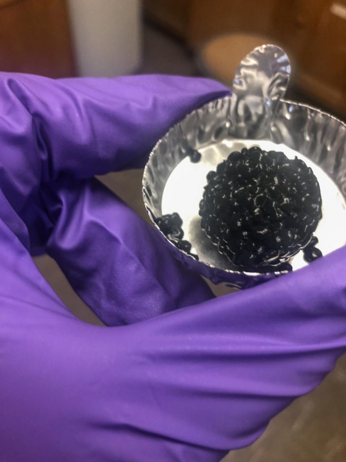 Biofilm granules like the ones pictured here contain extracellular polymeric substances that act as 