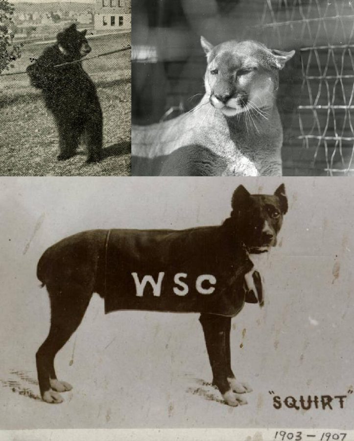 Top Left: Toodles, 1906 (Courtesy of MASC, WSU Libraries) Top Right: Butch I, 1932 (Courtesy of Hutchison Collection, MASC, WSU Libraries) Bottom: Squirt, 1906 (Courtesy of MASC, WSU Libraries)