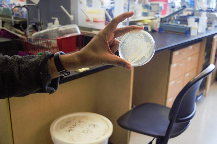Postdoctoral researcher Kathir Selvam holds a sample of yeast cells after the Elf1 gene has been knocked out.