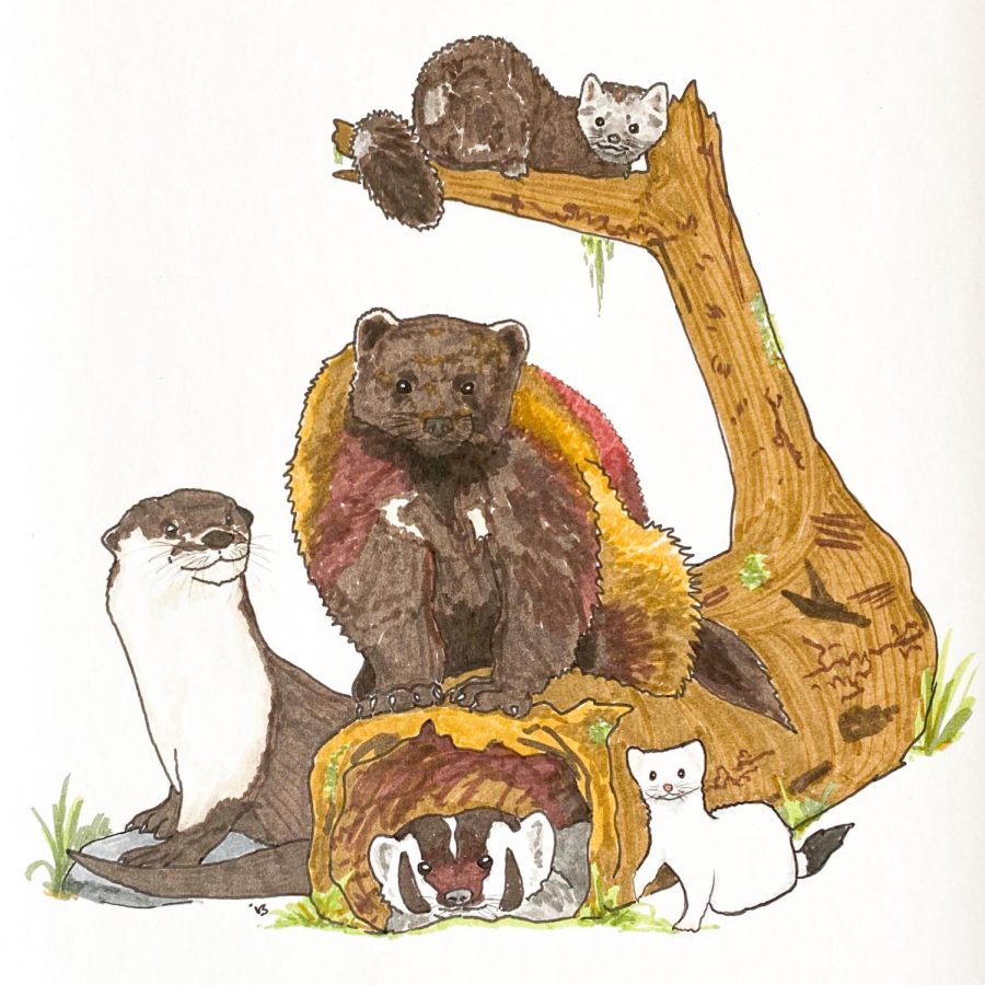 Left: River otter. Center: Wolverine. Bottom: American badger. Right: Ermine. Top: Pine marten.