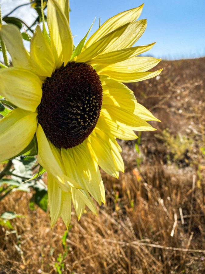 Hikers+can+see+sunflowers+at+the+arboretum.