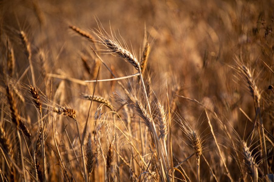 Wild-grown wheat on the hills near The Retreat in Pullman, WA
