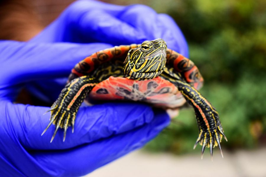 Veterinary intern Dr. John Winter holds a Western painted turtle Wednesday afternoon outside the WSU Veterinary Teaching Hospital.