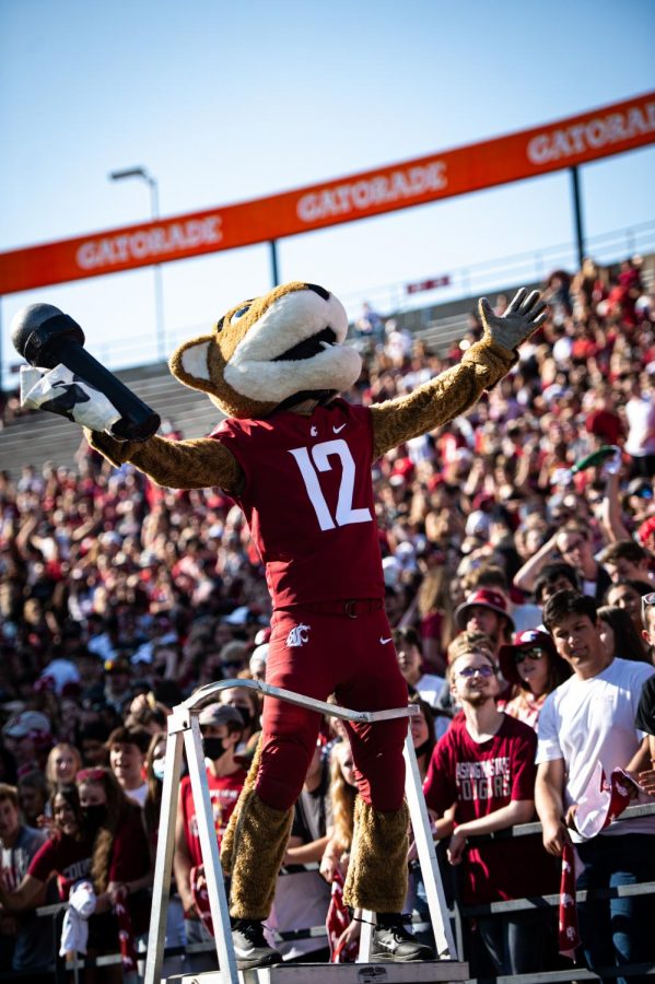 Butch T. Cougar hypes the fans inside Martin Stadium up during WSUs game against Portland State on Sept. 11, 2021.