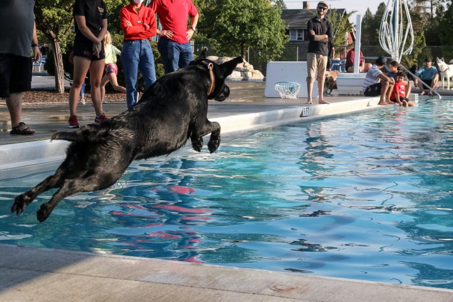 Black lab Molly launches into the pool at Hamilton-Lowe Aquatics Center in Moscow on Sunday afternoon.