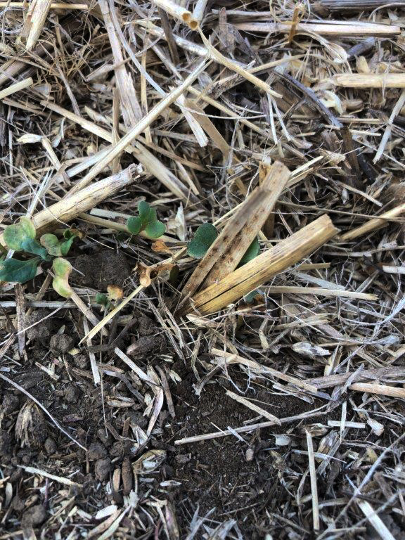 Crop insurance financially covers cops that cannot be sold, like this frost-damaged spring canola from May. 