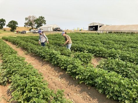 The rain allowed the WSU Eggert Family Organic Farm to skip one irrigation cycle for vegetable crops. The farm had to slightly increase the length of irrigation over the summer because of a lack of rainfall. 