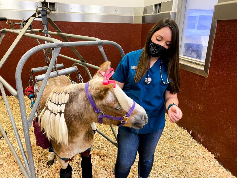 Peaches the pony is being held by a metal sling as she recovers from her paralyzing injury. 