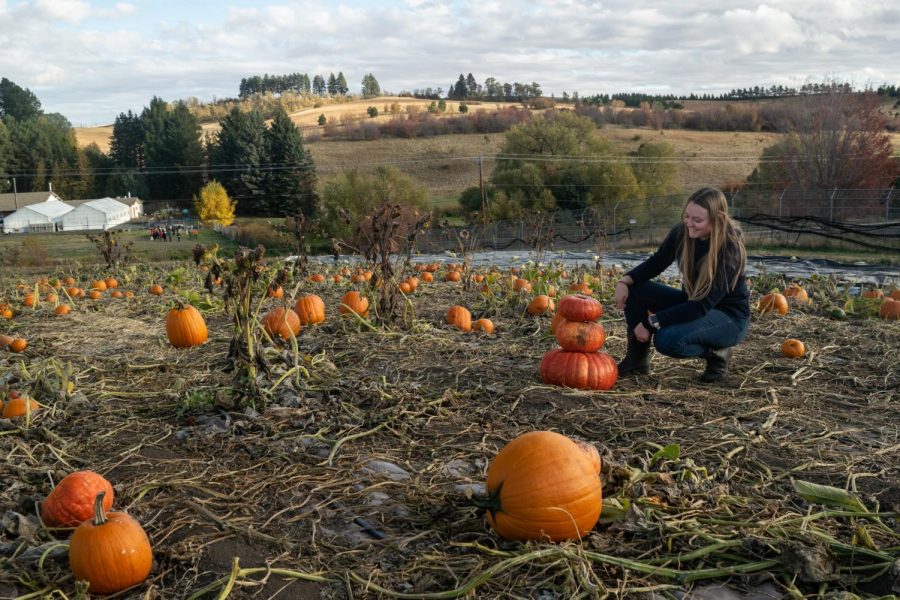 Washington State University junior Tessa Klebaum observes pumpkins at the WSU Eggert Organic Farm Pumpkin Patch, Oct. 5, 2021, in Pullman, Wash.