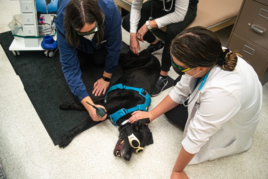 Maddie wears goggles as she undergoes laser therapy to treat sore spots in her joints.