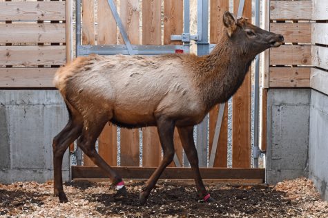 Elk housed by the College of Veterinary Medicine are being tested for elk hoof disease transmission. The disease causes skin from the hoof to painfully slough off.