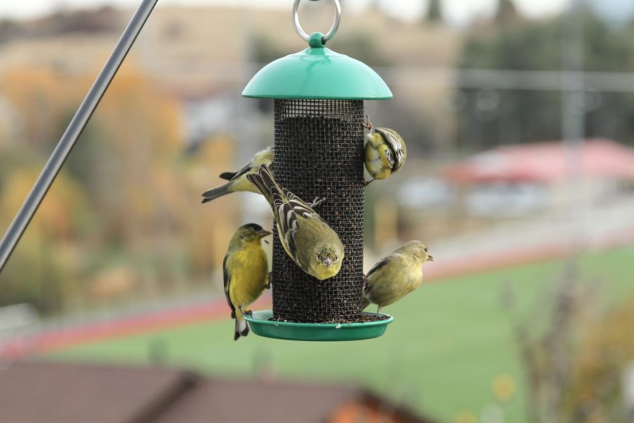 A flock of lesser goldfinches rest on a thistle feeder on Nov. 2 in Pullman.