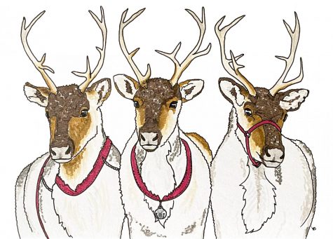 Unlike male reindeer, female reindeer keep their antlers through the winter.