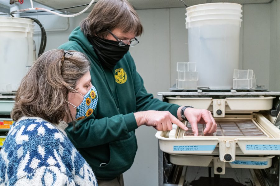 WSU associate professor Erica Crispi and lab member Paul Wheeler examine a tray of salmon eggs, Wednesday, Nov. 17, 2021, in Pullman, Wash.