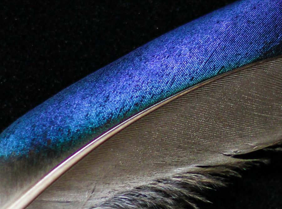 Most feathers owe their tones to pigments: organic compounds scattered through the feather. Melanin, the pigment responsible for black, brown and tan hues, is produced by birds and resides in feather structures called melanosomes, according to Audubon.