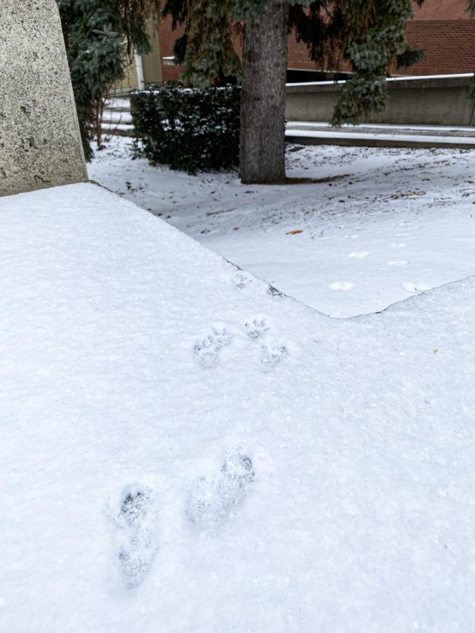 Gray+squirrel+tracks+adorning+the+snow+in+front+of+Eastlick+Hall+on+Jan.+27.