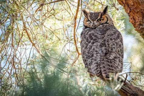 The great horned owl can be heard outside of the Olympia dorms.