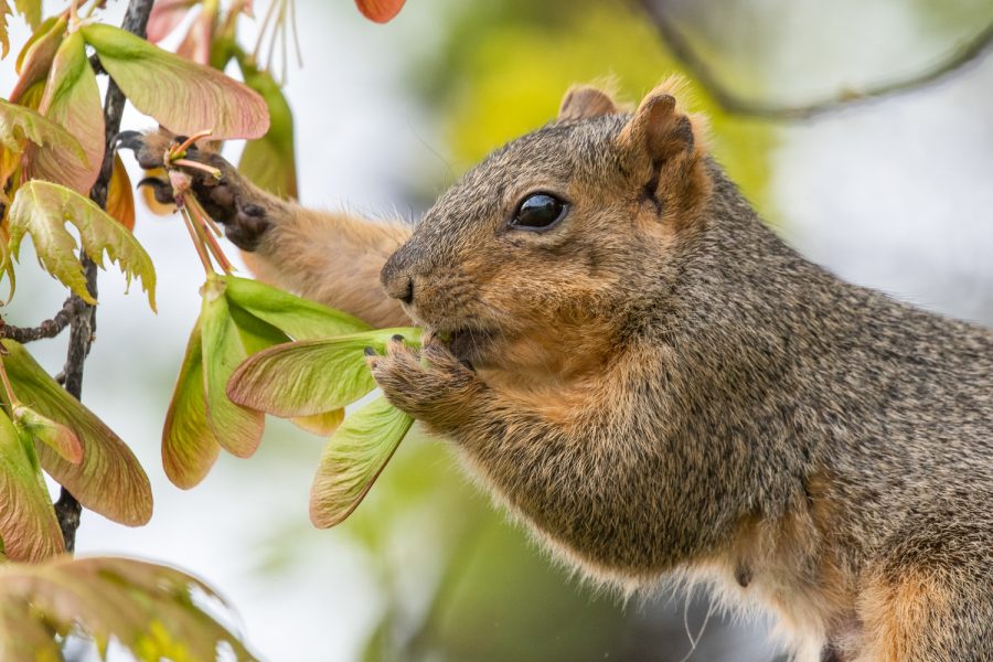 A female fox squirrel eats maple seeds off of a tree on the Pullman WSU Campus, Monday, May 3, 2021.