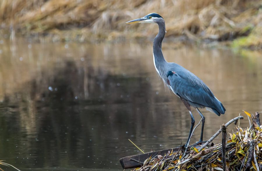 A Great Blue Heron patiently waits for fish while hunting in the middle of Paradise Creek, Nov. 13, 2021, in Pullman.
