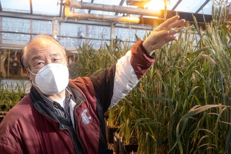 Xianming Chen, plant pathology doctor for the USDA Agricultural Research Service, showcases the wheat being used for the study.