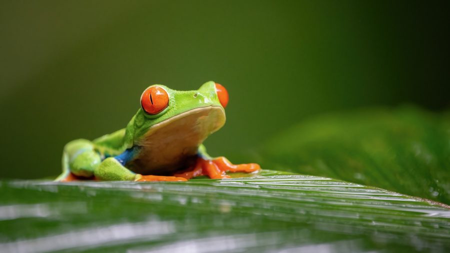 A Red-eyed tree frog sits on a large leaf in Costa Rica, Dec. 26, 2021.
