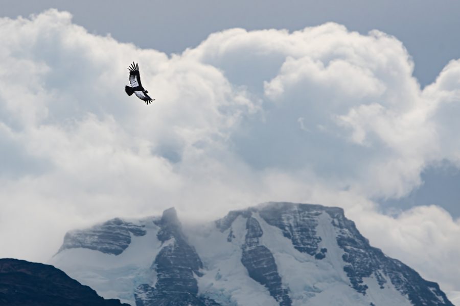 An Andean Condor flies over the Patagonian Andes, Feb. 8, 2022, in Chile.