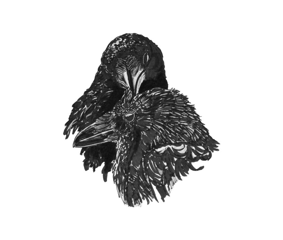 Ravens engage in allopreening, a behavior that strengthens their romantic pair bonds.