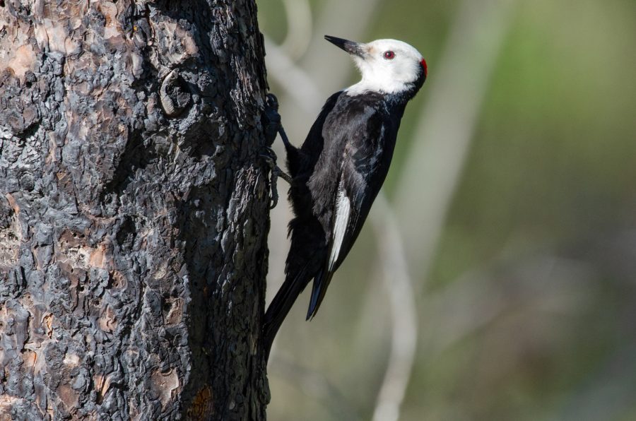 A+male+White-Headed+Woodpecker+rests+on+a+pine+tree%2C+May+5%2C+2019%2C+in+Cle+Elum%2C+Wash.