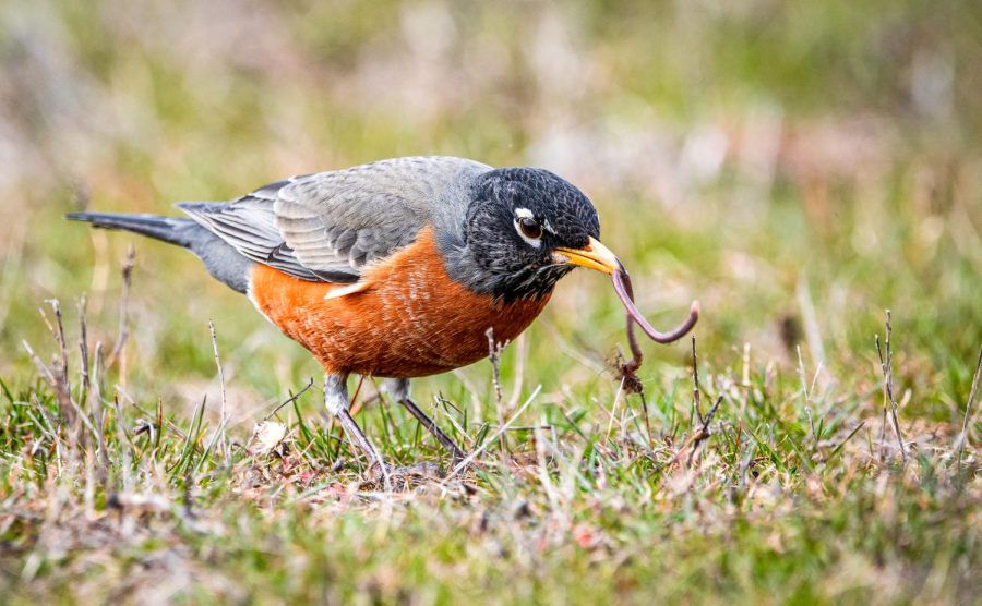 An American robin grabs a worm at the Koppel Gardens in Pullman, Mar. 5, 2020