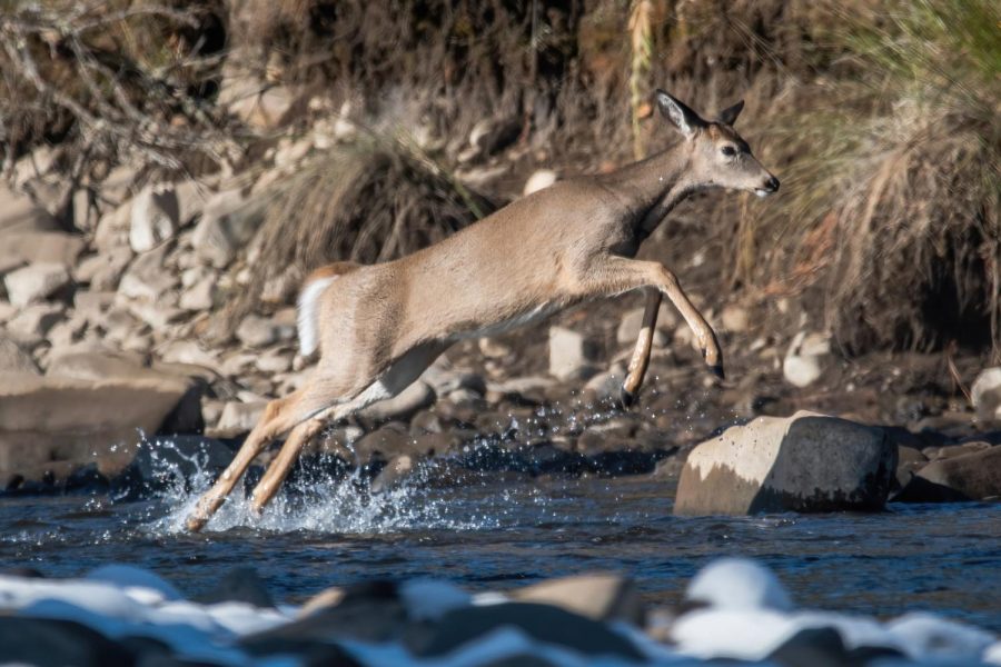 A White-Tailed Deer leaps through a creek in Northern Idaho, Oct. 31, 2020.