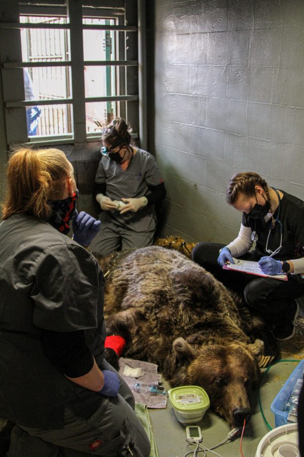 Veterinarian Dr. Gay Lynn Clyde (back)  (center)  and vet tech Jessie McCleary (left) finish taking small fat and blood samples from anesthetized female grizzly bear Kio while vet student Christina Negretti (right) monitors Kio’s vitals.