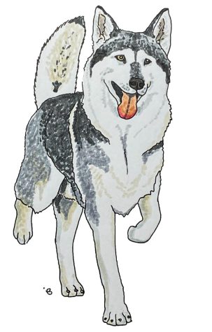 Some breeds, like the Alaskan Malamute and Czechoslovakian Wolfdog, look remarkably like wolves. Despite thousands of years of domestication, dogs retain many instincts that wolves depend on in the wild.