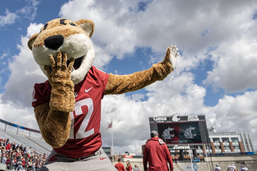 Butch T. Cougar poses for the camera before the 2022 Spring Game, April 23, at Martin Stadium.