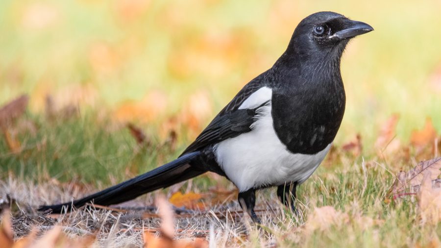The+Black-billed+Magpie+is+a+member+of+the+Corvidae+family.