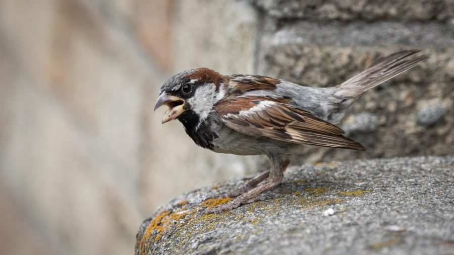 The+house+sparrow+is+present+across+all+continents+besides+Antarctica