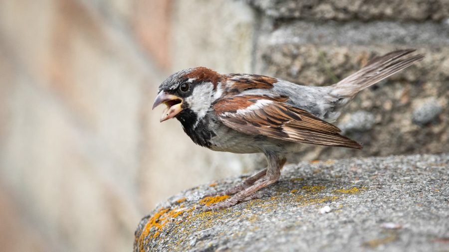 A male House Sparrow calls, Aug. 17, 2020, in Pullman.