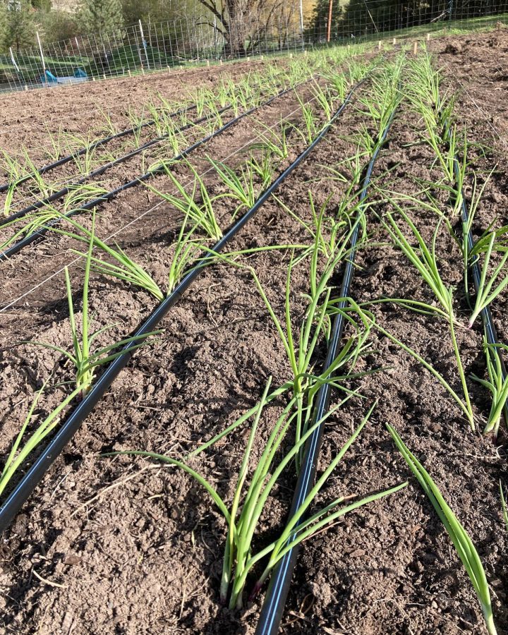 Goosehill Farm onioncrops in May of this year