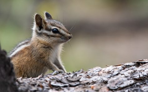 A Yellow-Pine Chipmunk rests on a fallen pine, May 27, near Wenas, Wash.